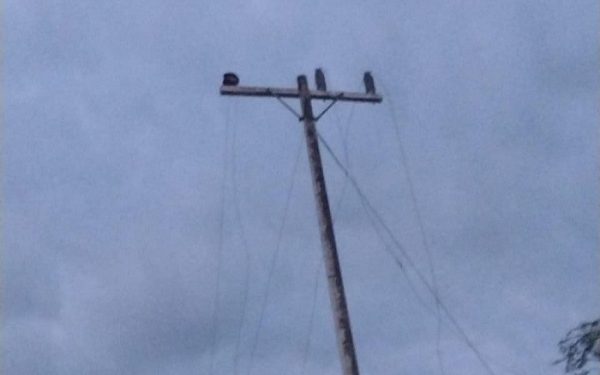 Nuevo robo de cables eléctricos en zona rural de Campeche