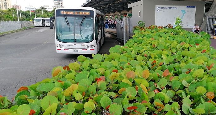 Así será la operación de Transmetro en Navidad y Año Nuevo
