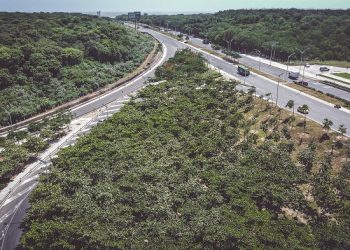 Con riego y mantenimiento diario crecen las zonas verdes en Barranquilla 
