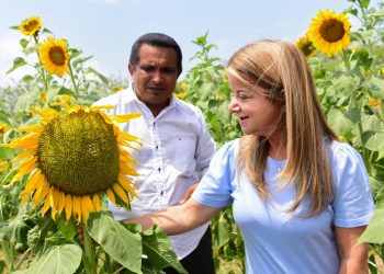 Regresa la Ruta del Girasol a Pital de Megua