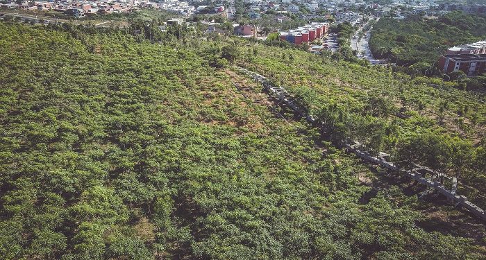 En Barranquilla hay bosques urbanos