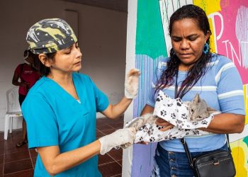 Más de 50 animales entres gatos y perros se beneficiaron de la jornada de esterilización en Santo Tomás