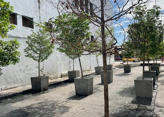 Avanza en firme arborización urbana en Barranquilla