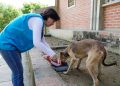 Con alimento, vacunación y censos, Gobernación continúa brindando bienestar a mascotas damnificadas por el invierno