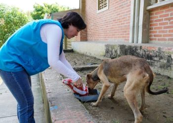 Con alimento, vacunación y censos, Gobernación continúa brindando bienestar a mascotas damnificadas por el invierno