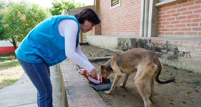 Con alimento, vacunación y censos, Gobernación continúa brindando bienestar a mascotas damnificadas por el invierno