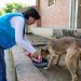 Con alimento, vacunación y censos, Gobernación continúa brindando bienestar a mascotas damnificadas por el invierno