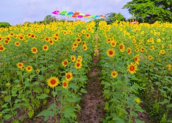 La Ruta del Girasol vuelve a Baranoa
