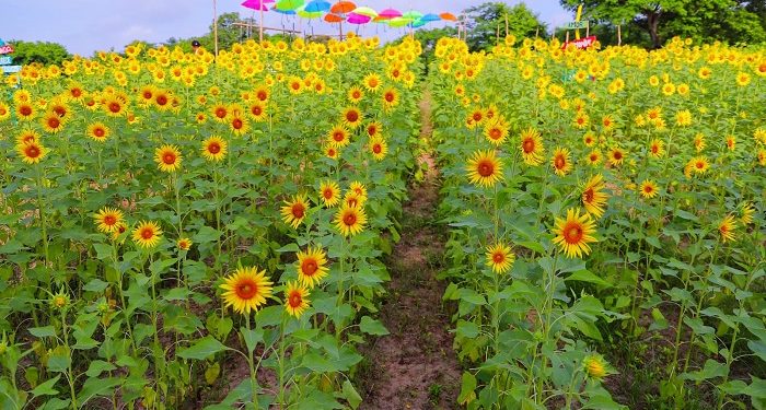La Ruta del Girasol vuelve a Baranoa