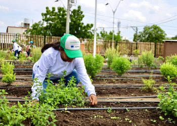 Primer parque productivo de Latinoamérica para agricultura urbana está en Barranquilla