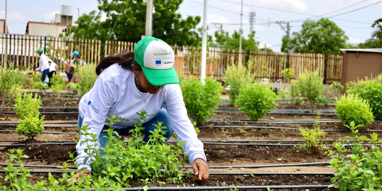 Primer parque productivo de Latinoamérica para agricultura urbana está en Barranquilla