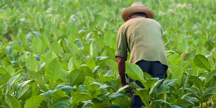 Gobierno nacional hará uso de la opción de compra de 3.000 hectáreas a proponentes voluntarios en el Catatumbo